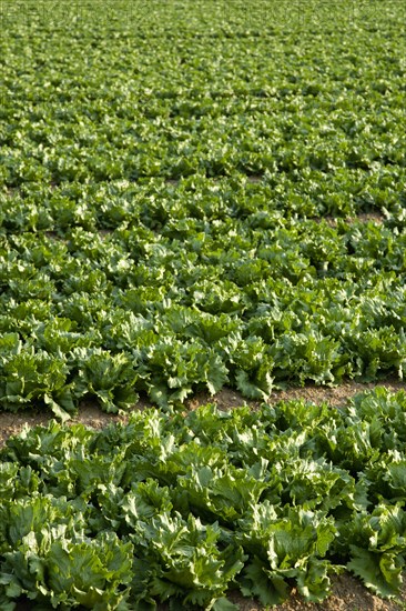 ENGLAND, West Sussex, Chichester, Rows of ripe green lettuce growing in a field