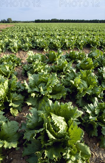 ENGLAND, West Sussex, Chichester, Rows of ripe green lettuce growing in a field viewed from ground level