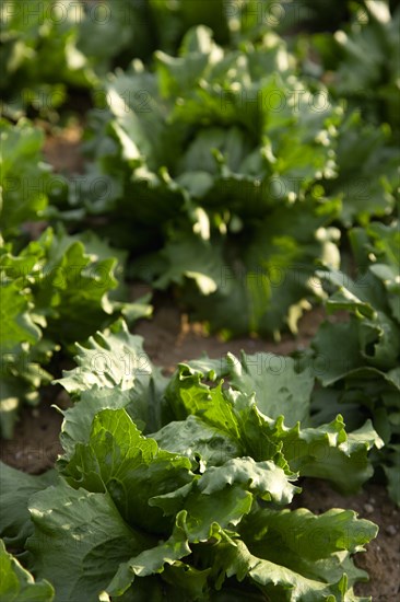 ENGLAND, West Sussex, Chichester, Ripe green lettuce growing in a field viewed from above