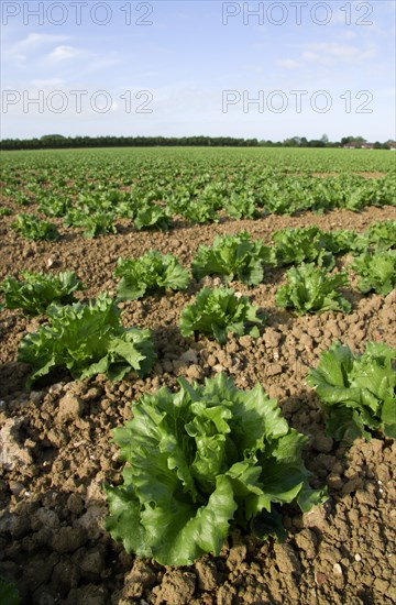 ENGLAND, West Sussex, Chichester, Rows of ripe green lettuce growing in a field viewed from ground level