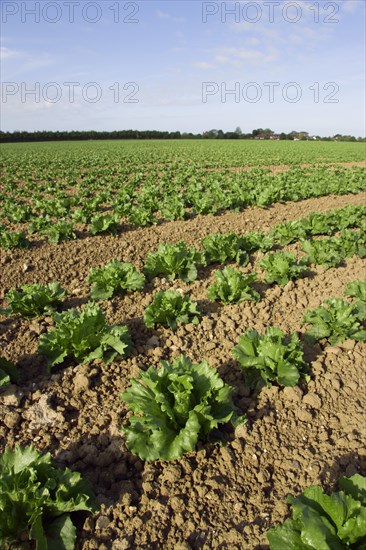 ENGLAND, West Sussex, Chichester, Rows of ripe green lettuce growing in a field viewed from ground level