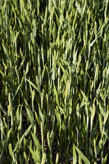 ENGLAND, West Sussex, Chichester, Field of young growing green wheat crop seen from above