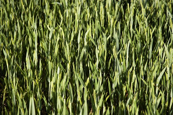 ENGLAND, West Sussex, Chichester, Field of young growing green wheat crop seen from above