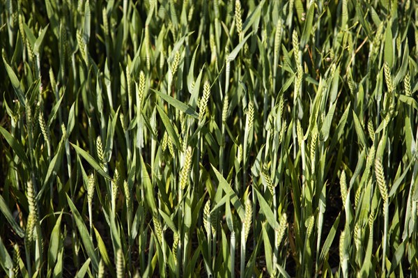 ENGLAND, West Sussex, Chichester, Field of young growing green wheat crop seen from above