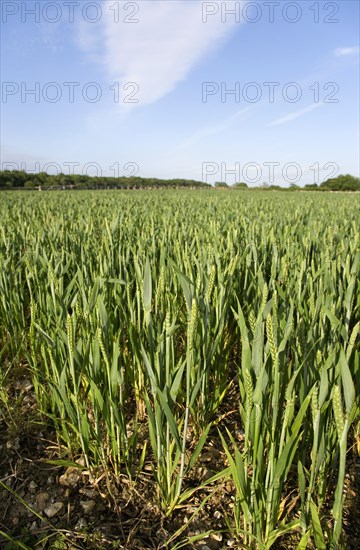 ENGLAND, West Sussex, Chichester, Field of young green wheat growing under a blue sky