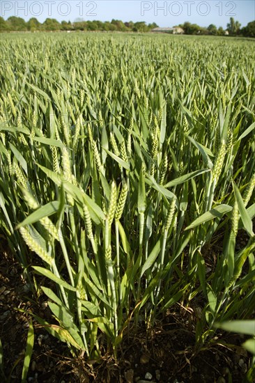 ENGLAND, West Sussex, Chichester, Field of young green wheat growing under a blue sky