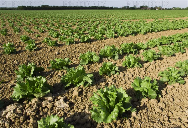 ENGLAND, West Sussex, Chichester, Rows of ripe green lettuce growing in a field viewed from ground level