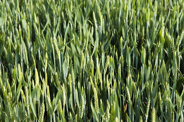 ENGLAND, West Sussex, Chichester, Field of young growing green wheat crop seen from above