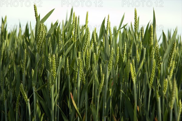 ENGLAND, West Sussex, Chichester, Field of young growing green wheat crop