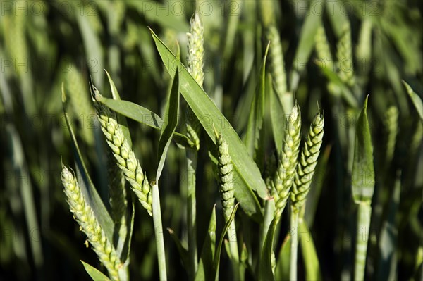 ENGLAND, West Sussex, Chichester, Close up of young growing green wheat crop