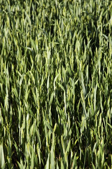 ENGLAND, West Sussex, Chichester, Field of young growing green wheat crop seen from above