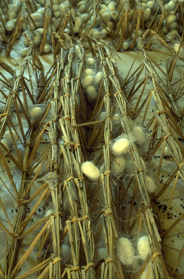 CHINA, Jiangsu, Suzhou, Suzhou Silk Museum.  Silk worm cocoons.