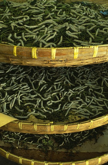 CHINA, Jiangsu, Suzhou, "Suzhou Silk Museum.  Silk worms feeding on mulberry leaves in shallow, woven racks."