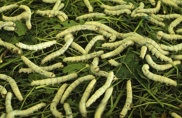 CHINA, Jiangsu, Suzhou, "Suzhou Silk Museum.  Silk worms feeding on mulberry leaves in shallow, woven racks."