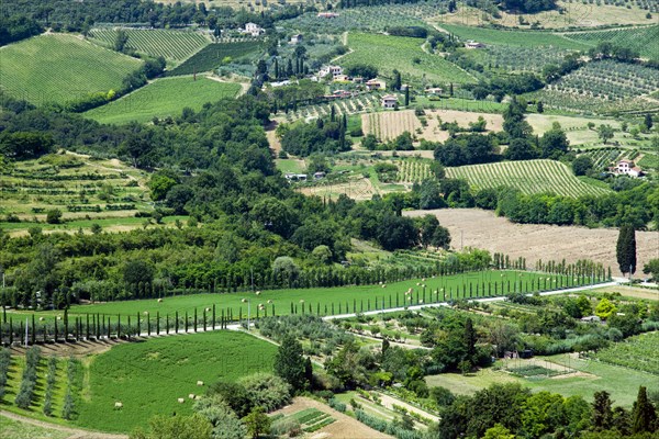 ITALY, Tuscany, San Gimignano, "Traditional agricultural field patterns of vineyards, olive groves and wheat fields with a cypress lined road running through them on the northern edge of the town"