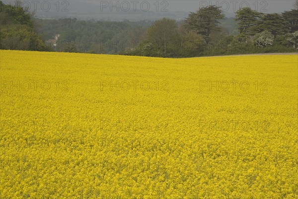 ENGLAND, West Sussex, South Downs, Field of yellow oilseed rape flowers