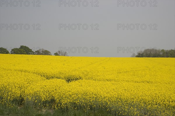 ENGLAND, West Sussex, South Downs, Field of yellow oilseed rape flowers