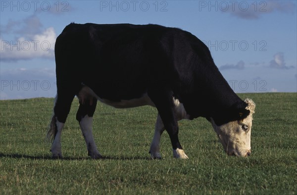 AGRICULTURE, Livestock, Cattle, "Single black and white cow grazing on pasture on the South Downs, Sussex."