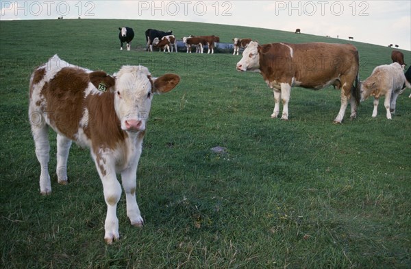AGRICULTURE, Farming, Cattle, Cows grazing in a field with calf standing in foreground.