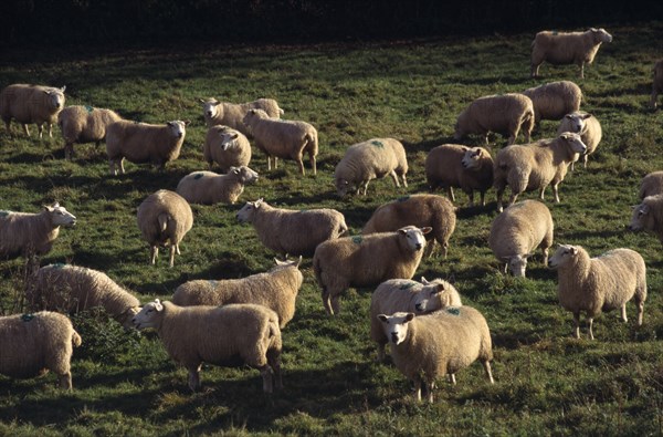 AGRICULTURE, Farming, Sheep, Sheep grazing in field.