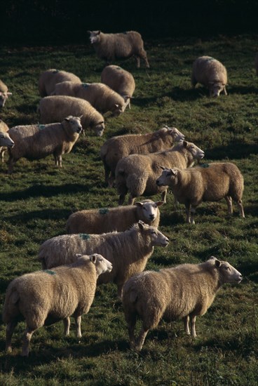 AGRICULTURE, Farming, Sheep, Sheep grazing in field.