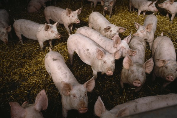 AGRICULTURE, Livestock, Pigs, Piglets in a pigpen looking towards lens