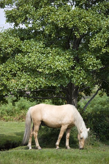 ENGLAND, Hampshire, The New Forest, Ogdens Purlieu a fertile valley near Ogden Village. Single New Forest pony stallion grazing beneath a tree in the heart of the fertile valley