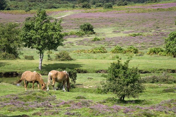 ENGLAND, Hampshire, The New Forest, Ogdens Purlieu a fertile valley near Ogden Village. New Forest ponies grazing beside a river amongst the purple heather in the heart of the fertile valley