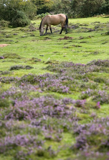 ENGLAND, Hampshire, The New Forest, Ogdens Purlieu a fertile valley near Ogden Village. Single New Forest pony grazing amongst the purple heather in the heart of the fertile valley