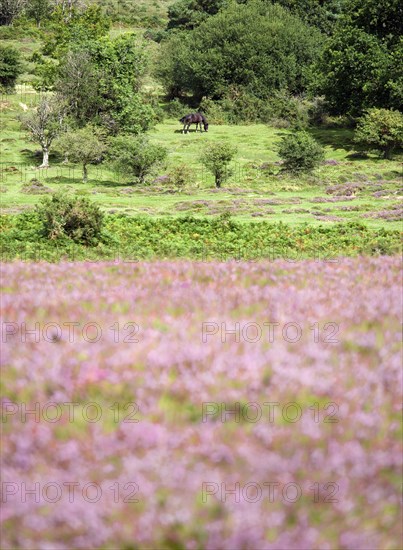 ENGLAND, Hampshire, The New Forest, Ogdens Purlieu a fertile valley near Ogden Village. Single New Forest pony grazing amongst the purple heather in the heart of the fertile valley