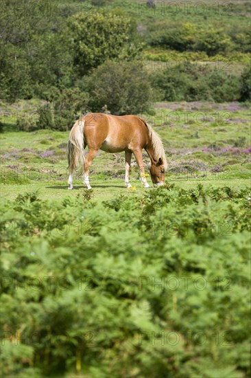 ENGLAND, Hampshire, The New Forest, Ogdens Purlieu a fertile valley near Ogden Village. Single New Forest pony grazing amongst the bracken and purple heather in the heart of the fertile valley