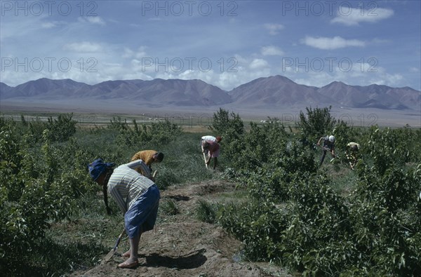 MONGOLIA, Gobi Desert, "Summer at Bigersum negdel with a Women's collective working amongst fruit trees and berry producing bushes mainly apples, pears, plums all irrigated during summer months to produce fast-growing crop.  Farming East Asia Asian Female Woman Girl Lady Mongol Uls Mongolian Scenic "