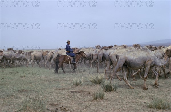 MONGOLIA, Gobi Desert, Biger Negdel, Khalkha herdsman brings camels to a waterhole in arid harsh Gobi desert. East Asia Asian Mongol Uls Mongolian