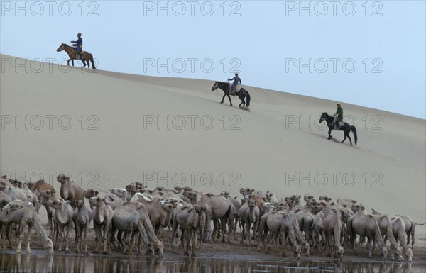 MONGOLIA, Gobi Desert, Camels in their summer moulting state at waterhole with three herdsmen on horseback climbing sand dune behind. East Asia Asian Mongol Uls Mongolian Scenic