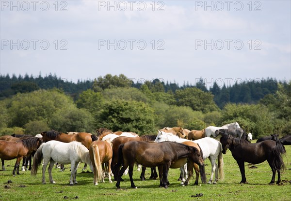 ENGLAND, Hampshire, The New Forest, Ogden's Purlieu a fertile valley near Ogden village. New Forest ponies gather near to a river every day around noon