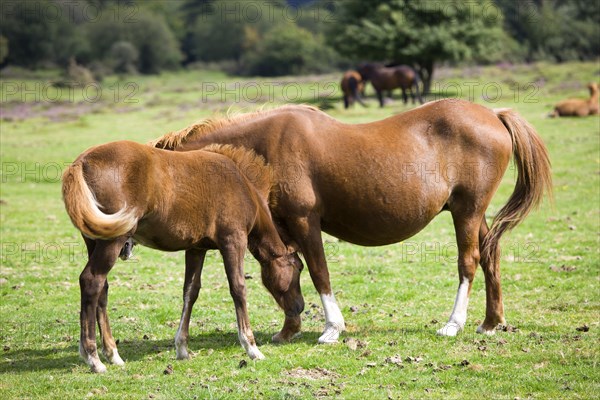 ENGLAND, Hampshire, The New Forest, Ogdens Purlieu a fertile valley near Ogden Village. New Forest ponies. Mare and fold grazing