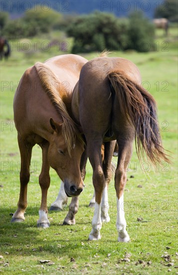 ENGLAND, Hampshire, The New Forest, Ogdens Purlieu a fertile valley near Ogden Village. New Forest ponies gather near to a river every day around noon