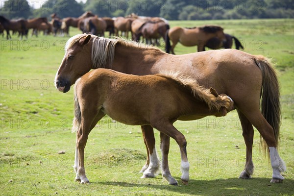 ENGLAND, Hampshire, The New Forest, Ogdens Purlieu a fertile valley near Ogden Village. A mare and feeding fold with New Forest ponies grazing beyond