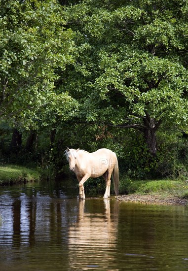 ENGLAND, Hampshire, The New Forest, Ogdens Purlieu a fertile valley near Ogden Village. Single New Forest pony stallion beside a river in the heart of the fertile valley