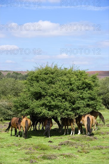 ENGLAND, Hampshire, The New Forest, Ogdens Purlieu a fertile valley near Ogden Village. New Forest ponies gathering in the shade of a tree at noon in the heart of the fertile valley