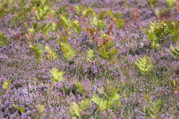 ENGLAND, Hampshire, The New Forest, Ogdens Purlieu a fertile valley near Ogden Village. Bracken and purple heather.