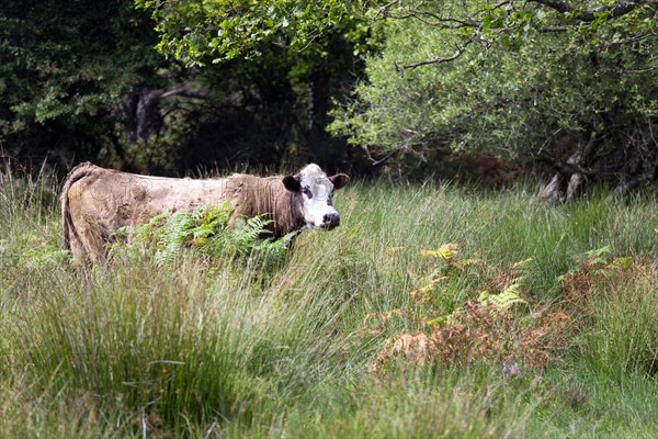 ENGLAND, Hampshire, The New Forest, Ogdens Purlieu a fertile valley near Ogden Village. Single cow in high grasses