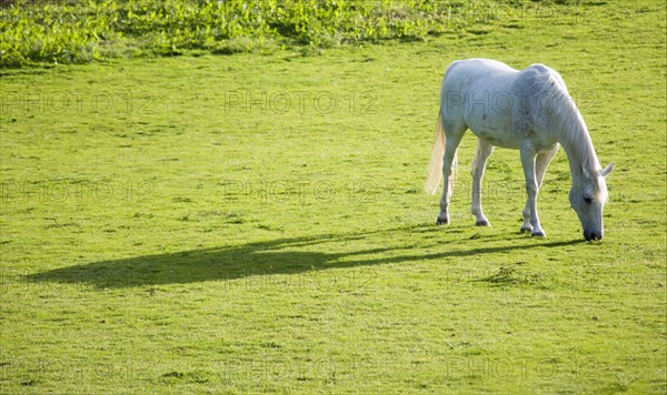 ENGLAND, West Sussex, Chichester, White stallion grazing in a field casting a long shadow in the evening sunlight