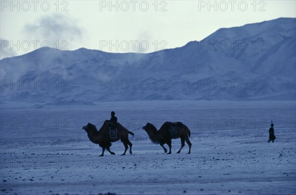 MONGOLIA, Gobi Desert, Early morning in mid-winter near Bigersum negdel collective with two camels being brought back to the negdel. Temperature reaches -40.C.