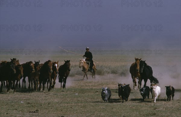 MONGOLIA, Agriculture, Khalkha horseman with long pole lassoe rounding up wild horses on grass plains with small group of sheep in the foreground. East Asia Asian Equestrian Mongol Uls Mongolian Scenic