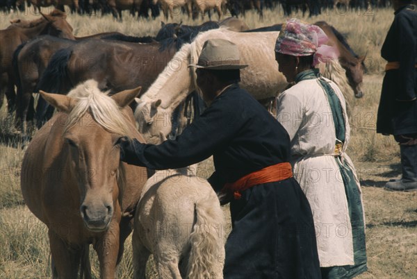 MONGOLIA, Agriculture, Khalkha horsemen at horse camp. Husband and wife take a young foal to a mare for milking East Asia Asian Equestrian Mongol Uls Mongolian