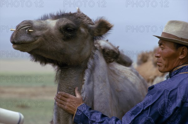 MONGOLIA, Agriculture, Khalkha herdsman dressed in traditional Mongol silk tunic shows off his summer-moulting camel with a wooden nose peg inserted for control. East Asia Asian Mongol Uls Mongolian