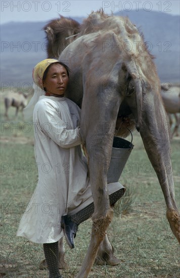 MONGOLIA, Agriculture, Khalkha woman milking camel supporting pail on her knee. Khalkha East Asia Asian Female Women Girl Lady Mongol Uls Mongolian