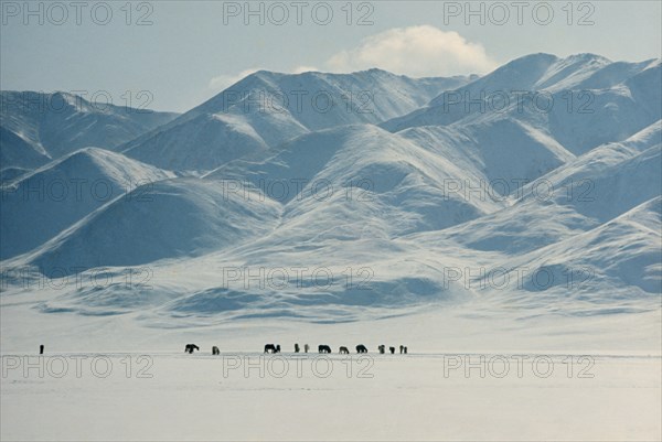 MONGOLIA, Altai Mountains, Gobi Desert, Mid-winter snow-covered landscape on edge of Gobi desert with herd of horses searching for pasture under snow. Altai mountains behind. Horse herd in desert landscape with mountain backdrop. East Asia Asian Equestrian Mongol Uls Mongolian Scenic