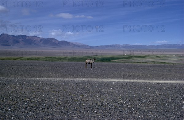 MONGOLIA, Gobi Desert, Summer on edge of Gobi desert with solitary camel in summer moulting state. Altai mountains behind. East Asia Asian Mongol Uls Mongolian Scenic single one
